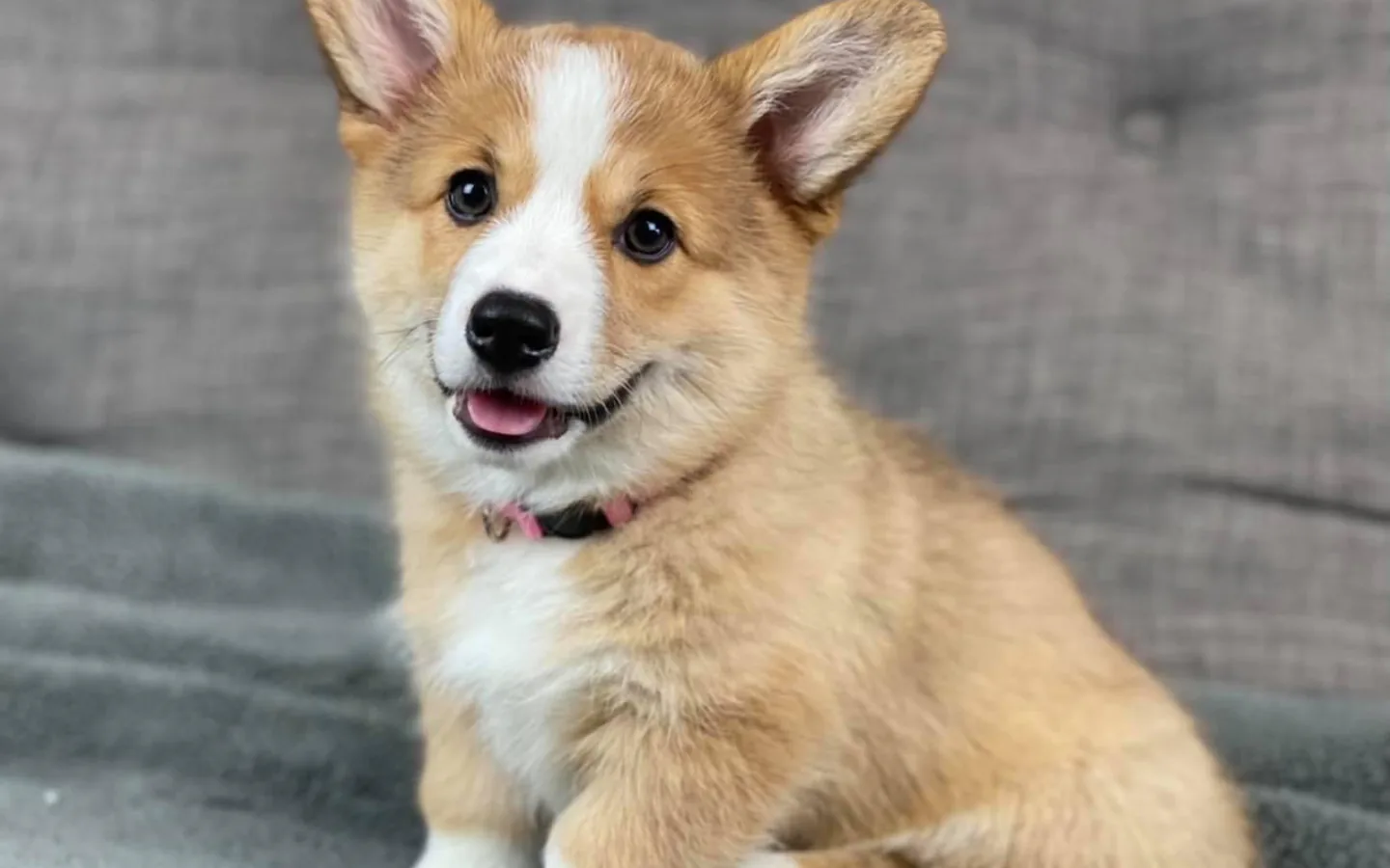 Wiggle B Ranch Corgi portrait