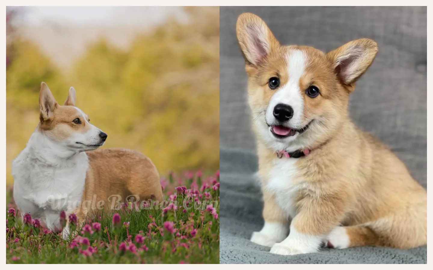 Wiggle B Ranch Corgi puppy portrait