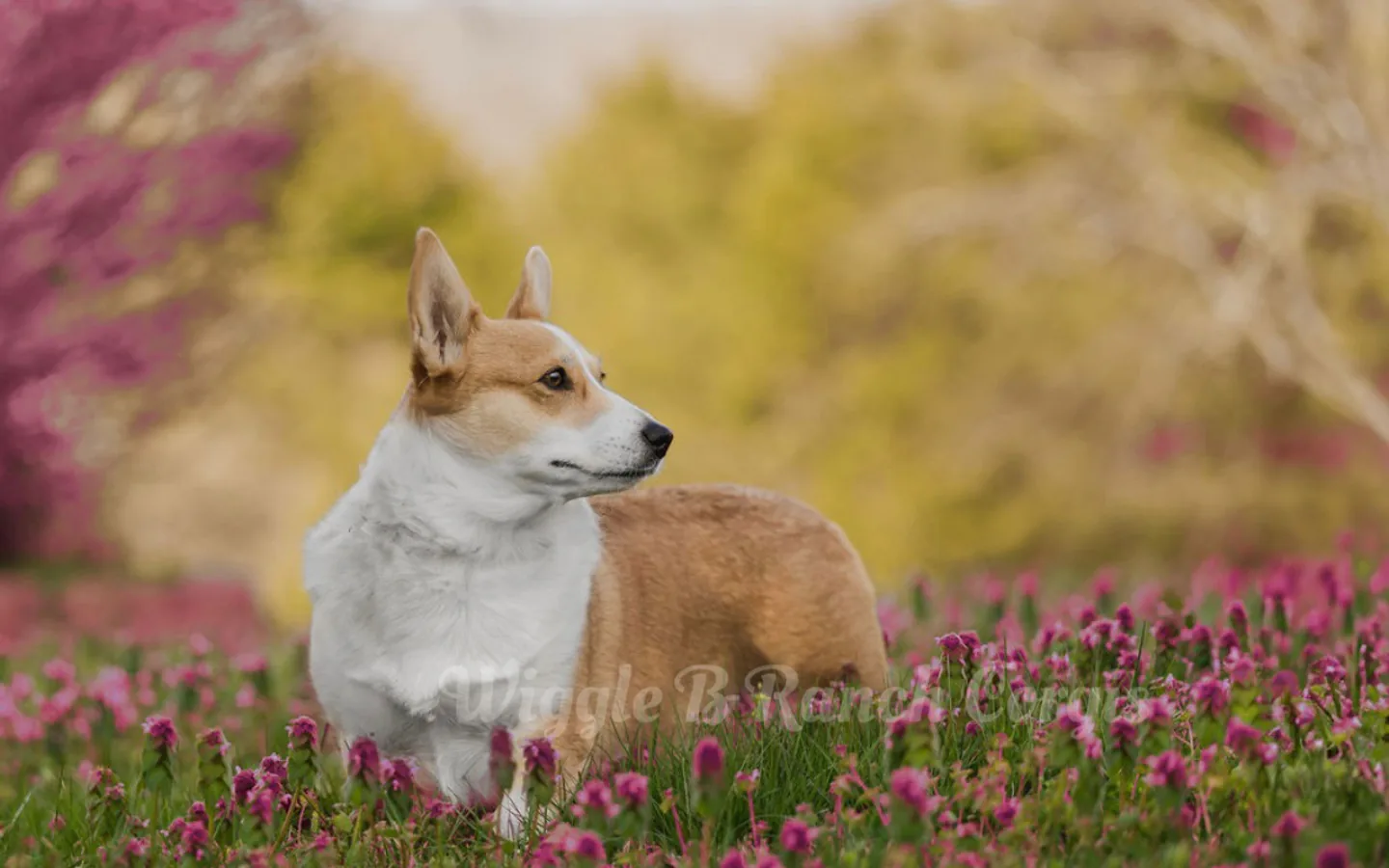 Wiggle B Ranch Corgi standing among spring flowers